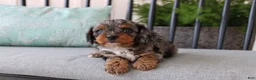 Cavapoo dogs for sale: Teddy - Ad 6