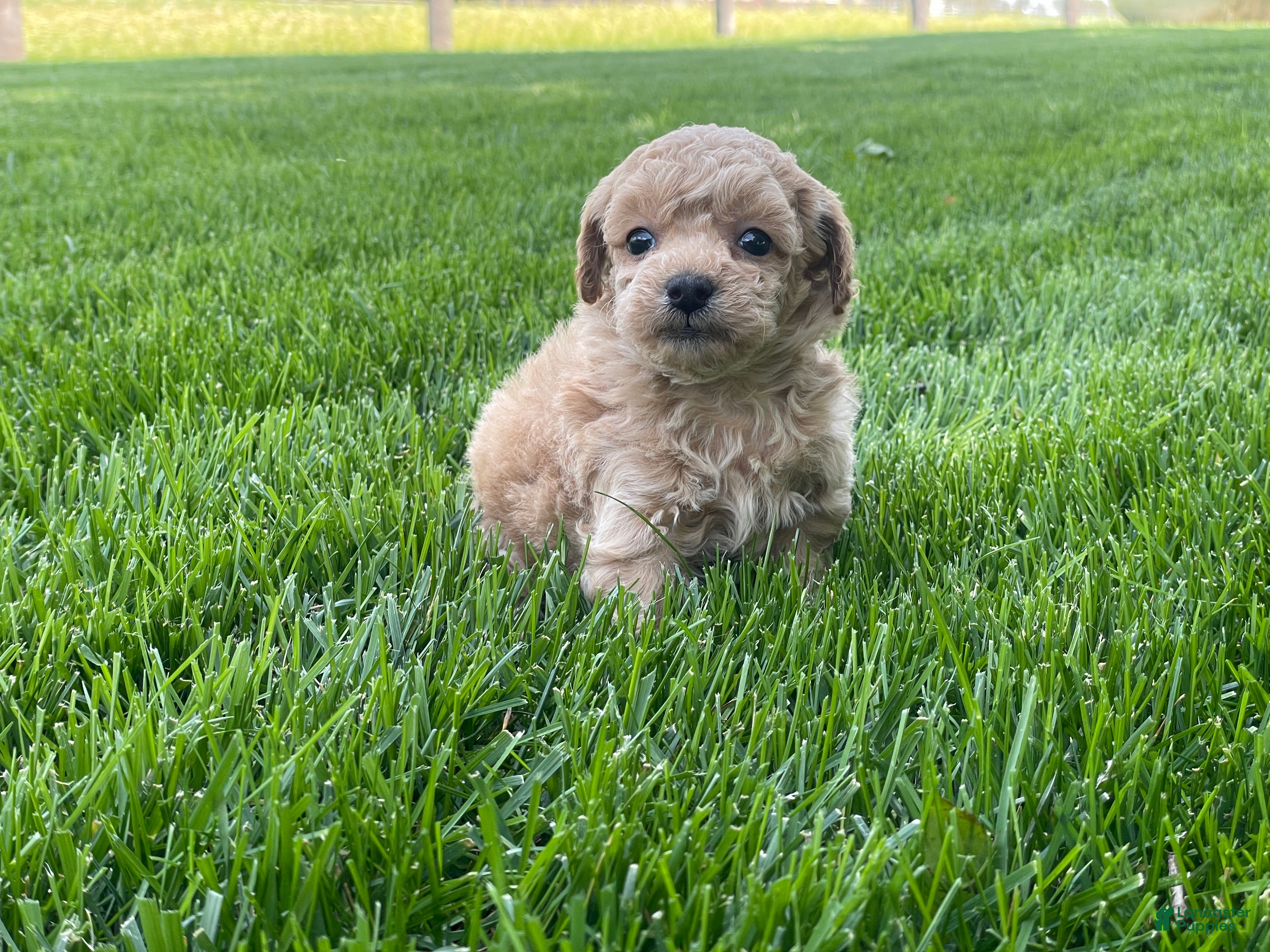 Miniature Poodle dogs Albert Miniature Poodle Puppy  - Ad 2