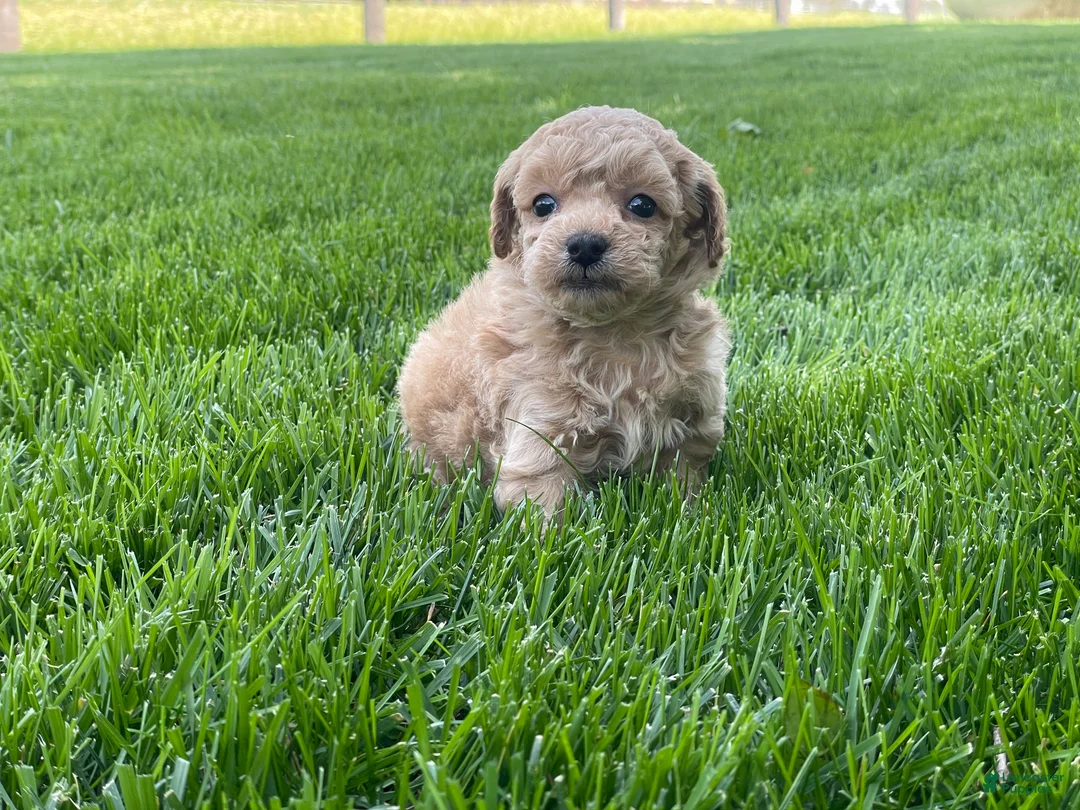Miniature Poodle dogs for sale: Albert Miniature Poodle Puppy  - Ad 2