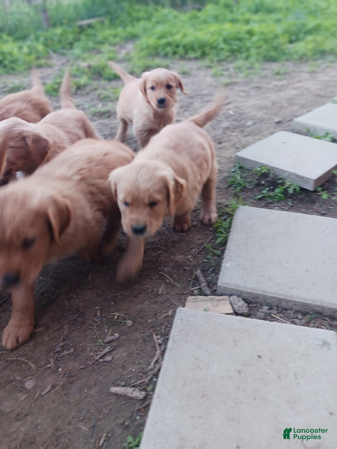 Golden Retriever dogs for sale: Bear - Ad 3