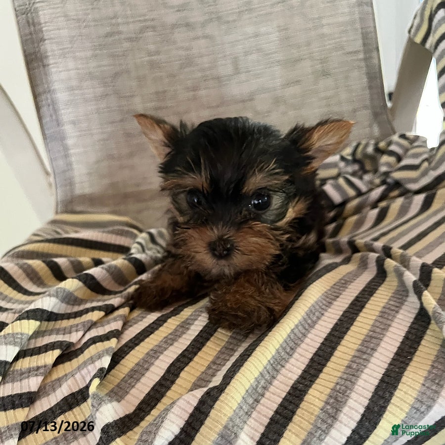 Yorkshire Terrier dogs for sale: Mickey - Ad 1