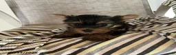 Yorkshire Terrier dogs for sale: Mickey - Ad 1