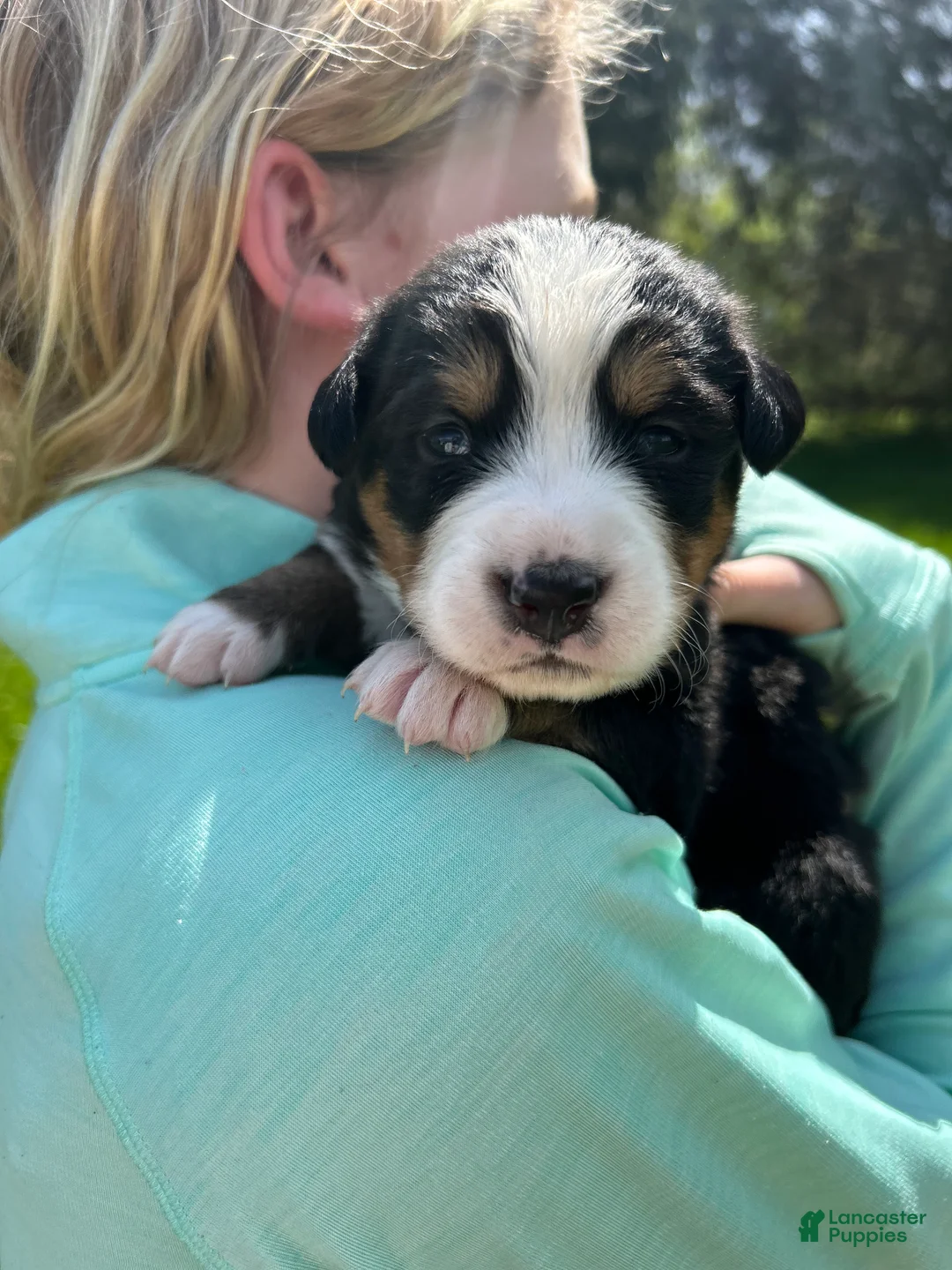 Bernese Mountain Dog dogs for sale: Bernese Mountain Dog -Dark Purple Collar - Ad 1