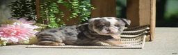 English Bulldog dogs for sale: Macey - Ad 7
