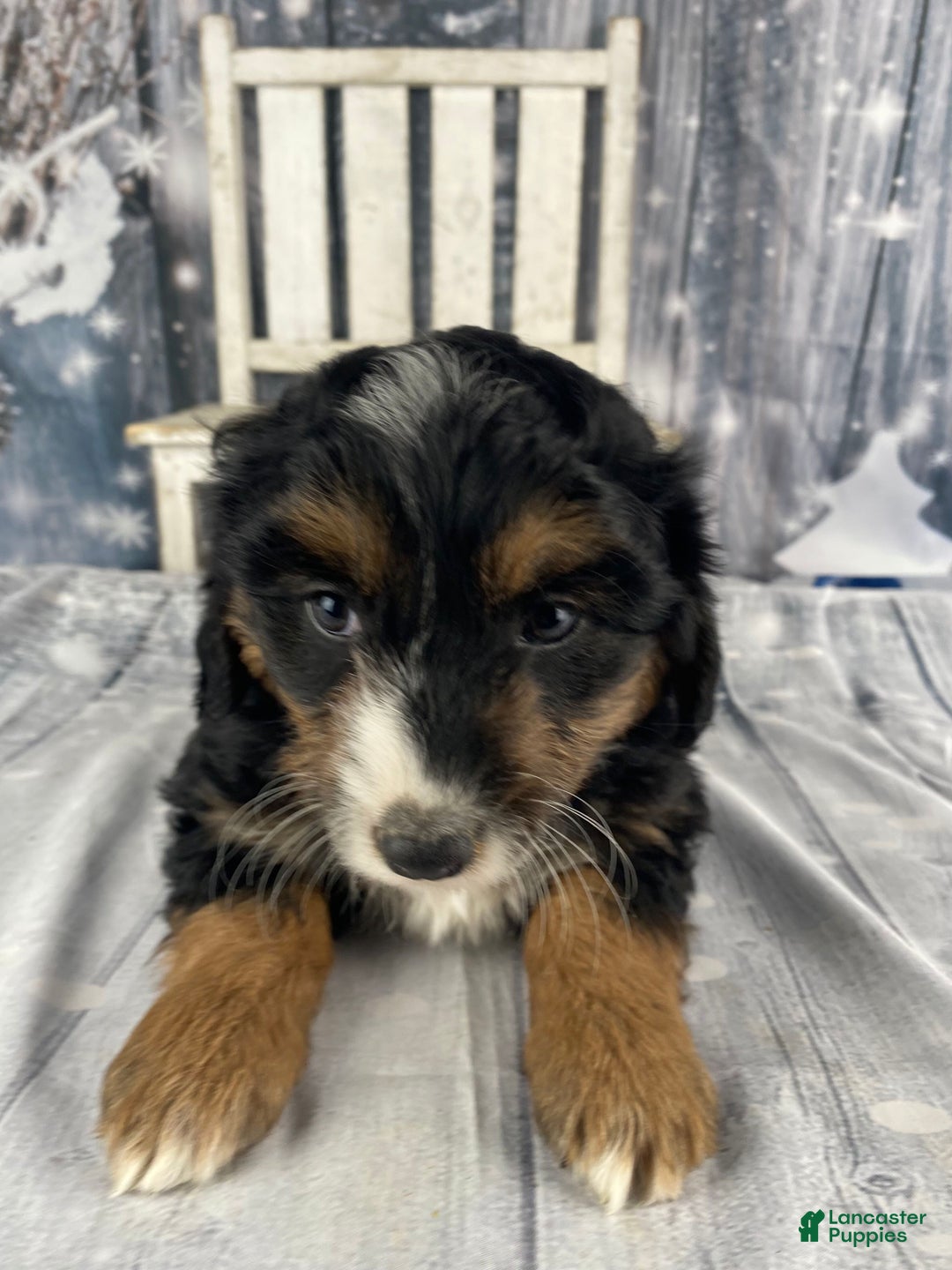 Aussiedoodle dogs for sale: Oreo - Ad 13