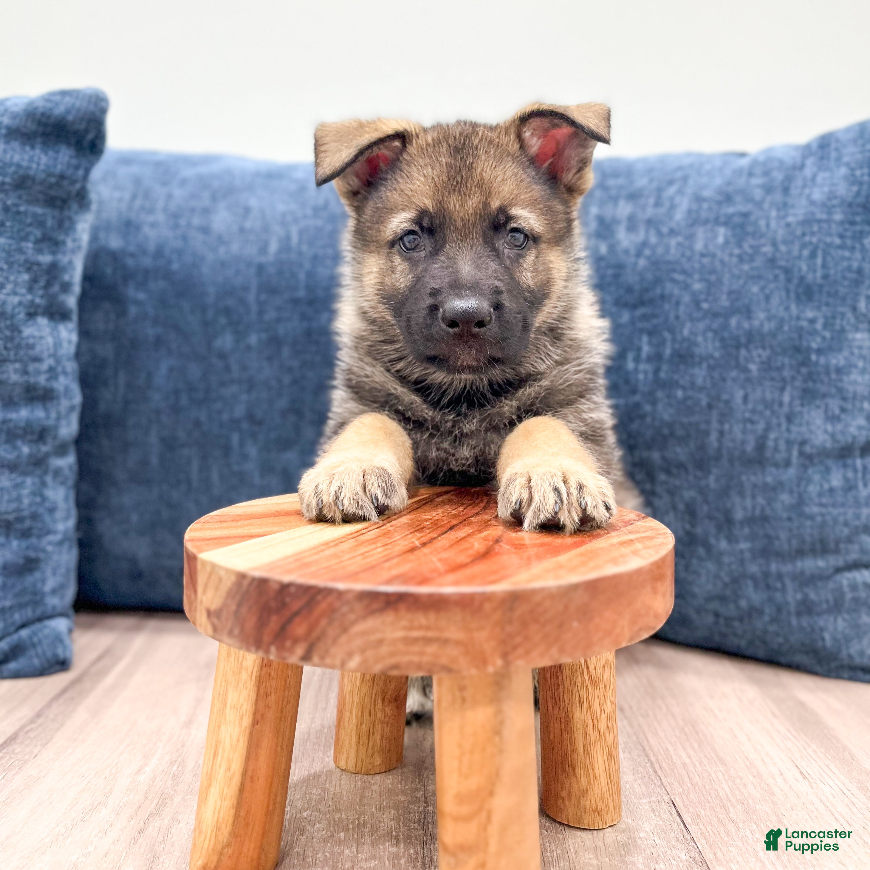 German Shepherd dogs Carson - Ad 2