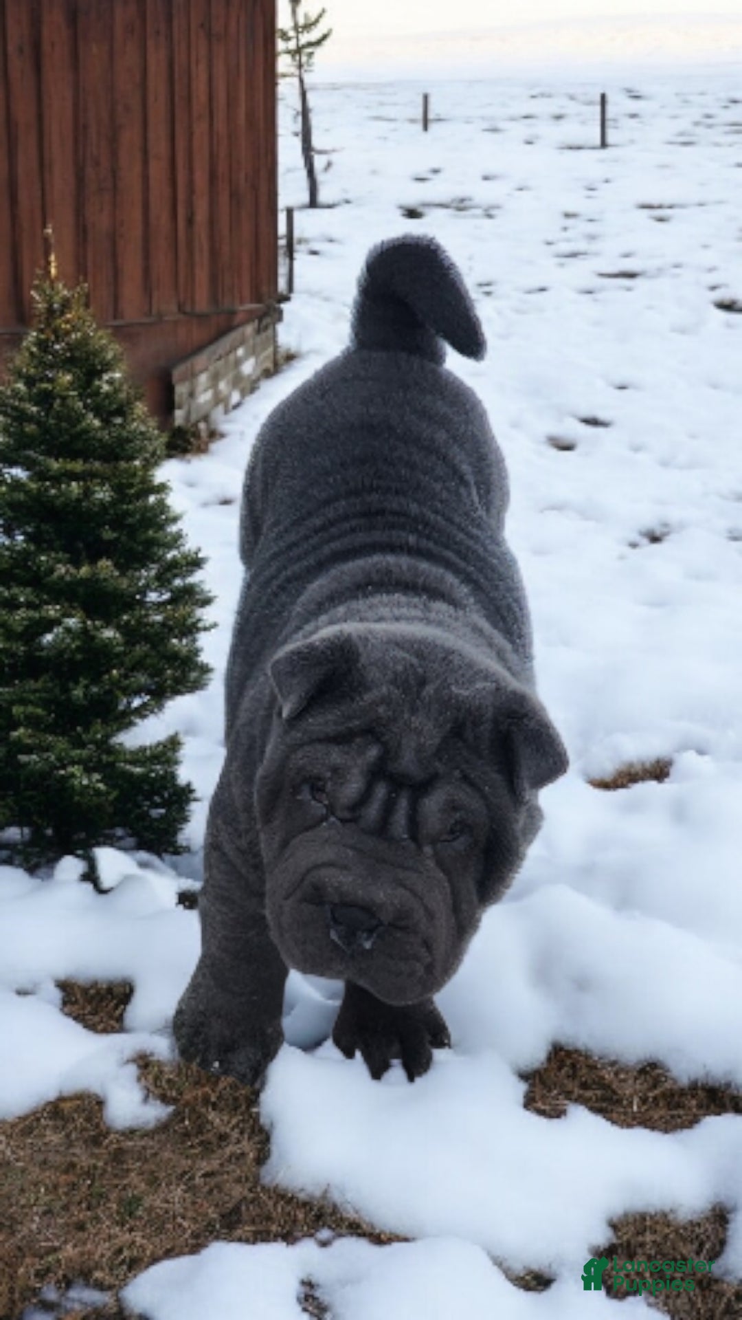 Shar Pei dogs for sale: Ebony mini  - Ad 15