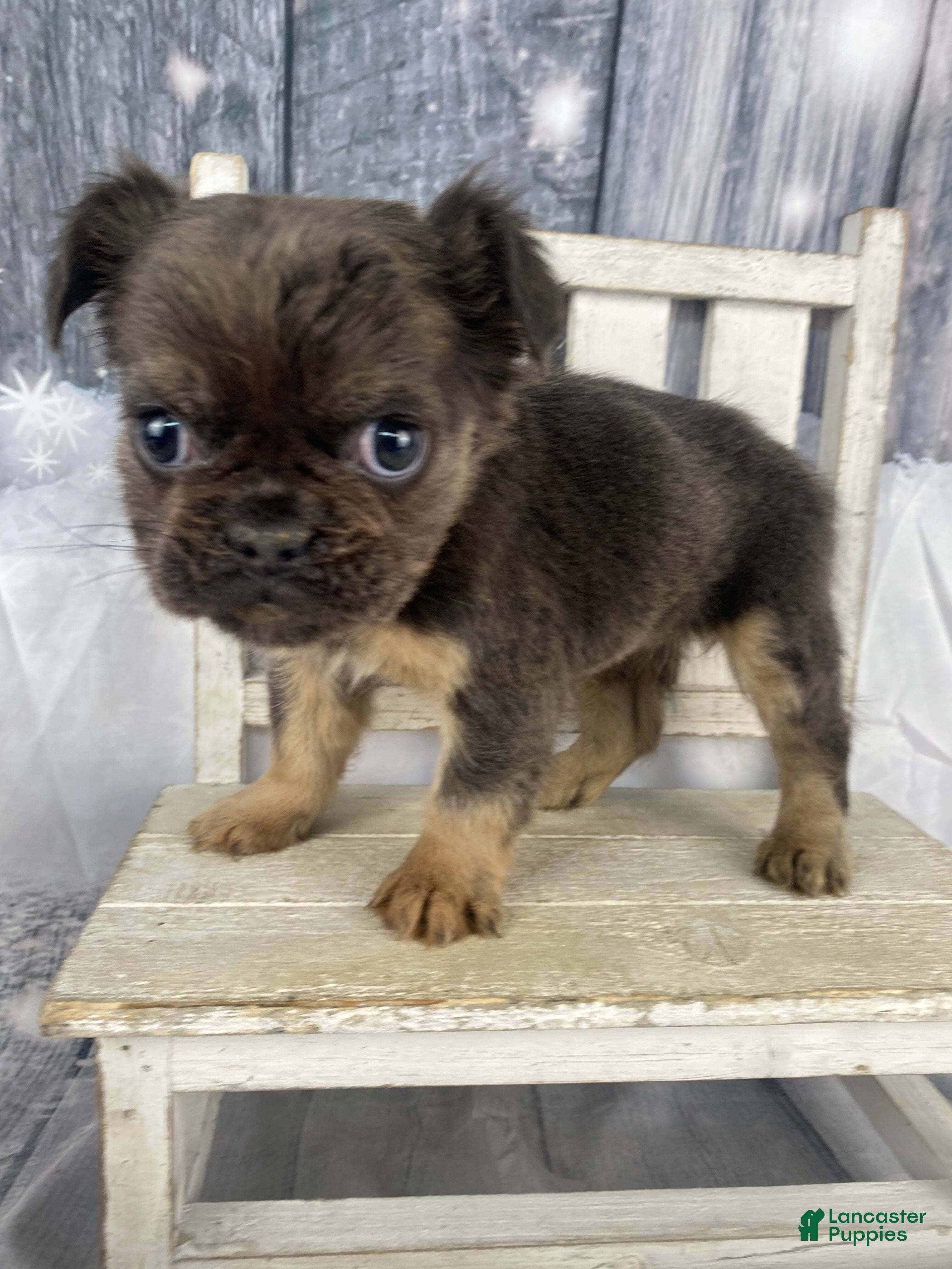 French Bulldog dogs Laken - Ad 20