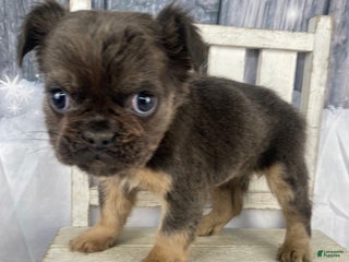 French Bulldog dogs Laken - Ad 20