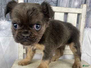 French Bulldog dogs Laken - Ad 25
