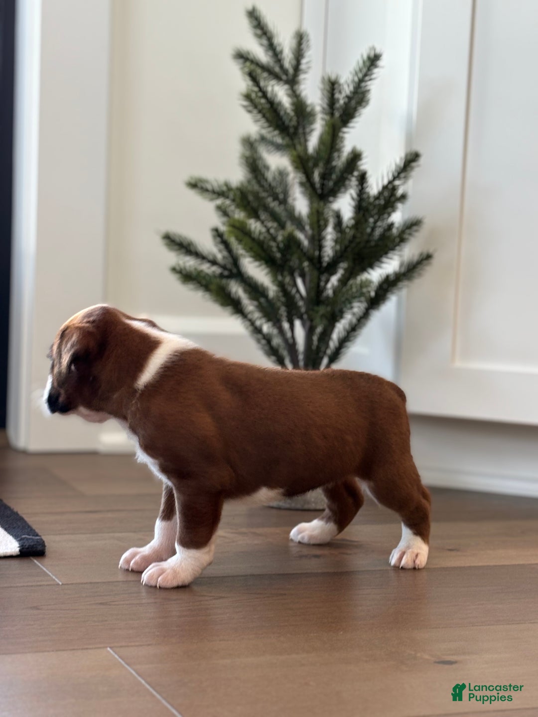 Boxer dogs for sale: Poppi - Ad 5