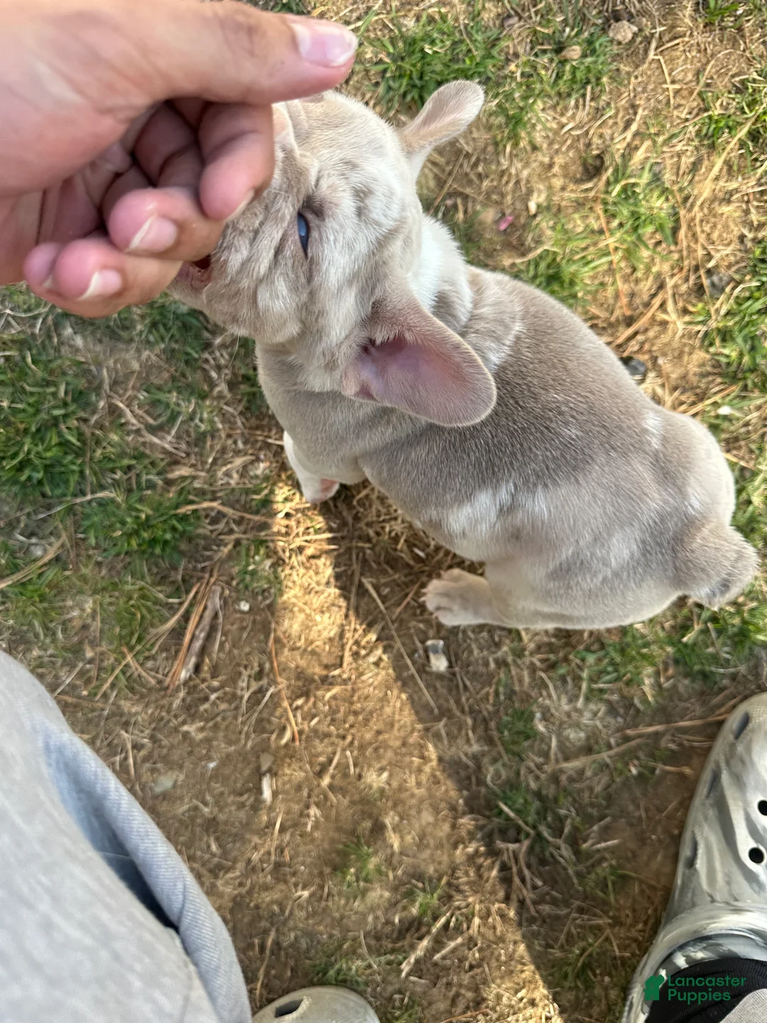 French Bulldog dogs for sale: French Bulldog Puppy 2 - Ad 2