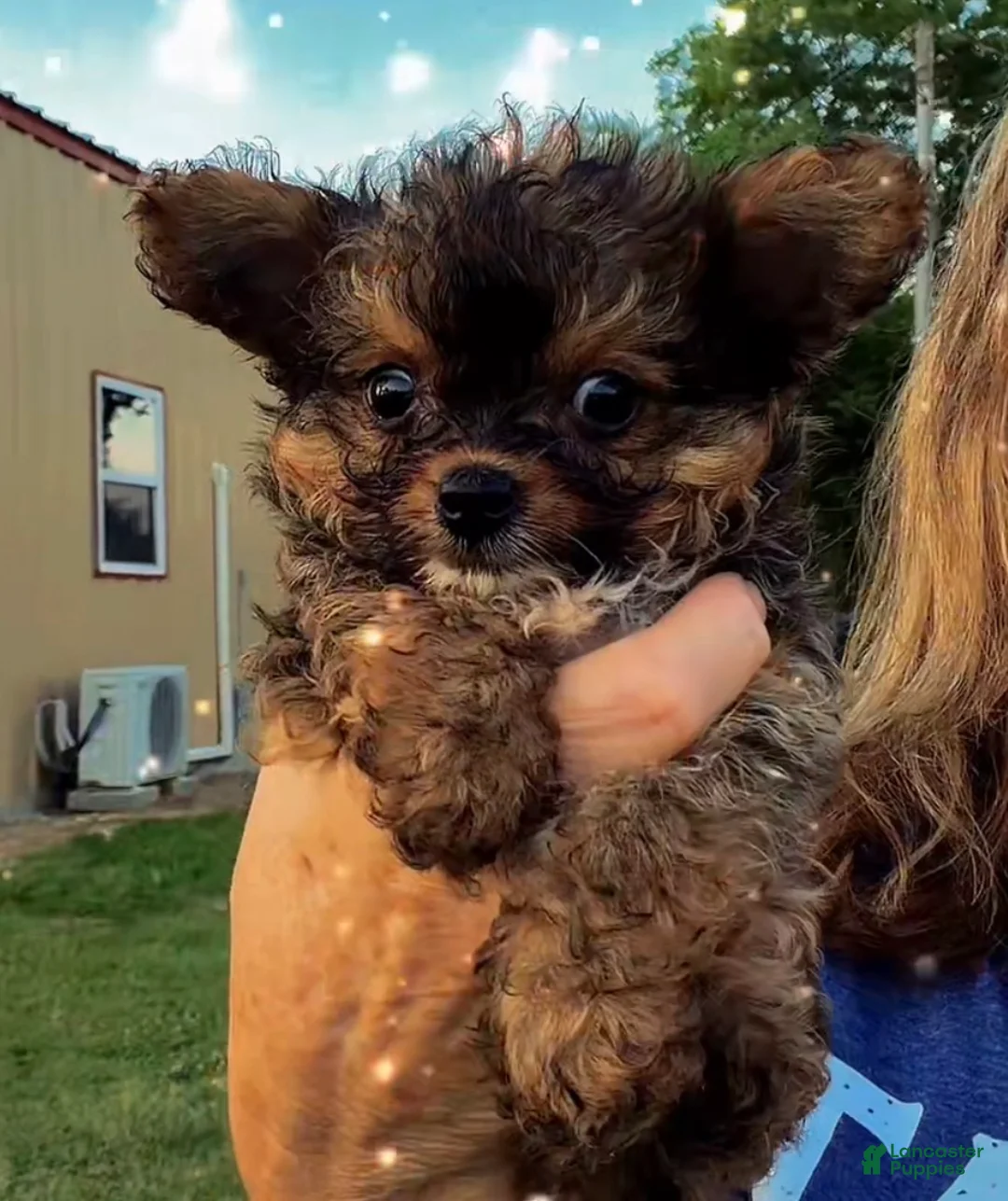 Mixed Breed dogs for sale: Mixed Breed Puppy 2 - Ad 1