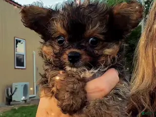 Mixed Breed dogs for sale: Mixed Breed Puppy 2 - Ad 2