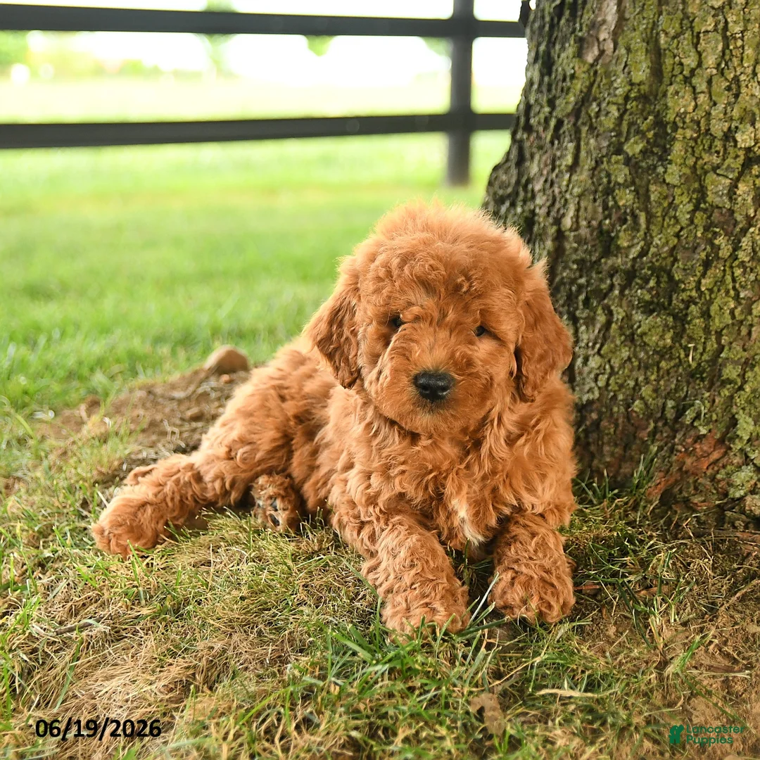 Mini Goldendoodle dogs for sale: Fletcher - Ad 5