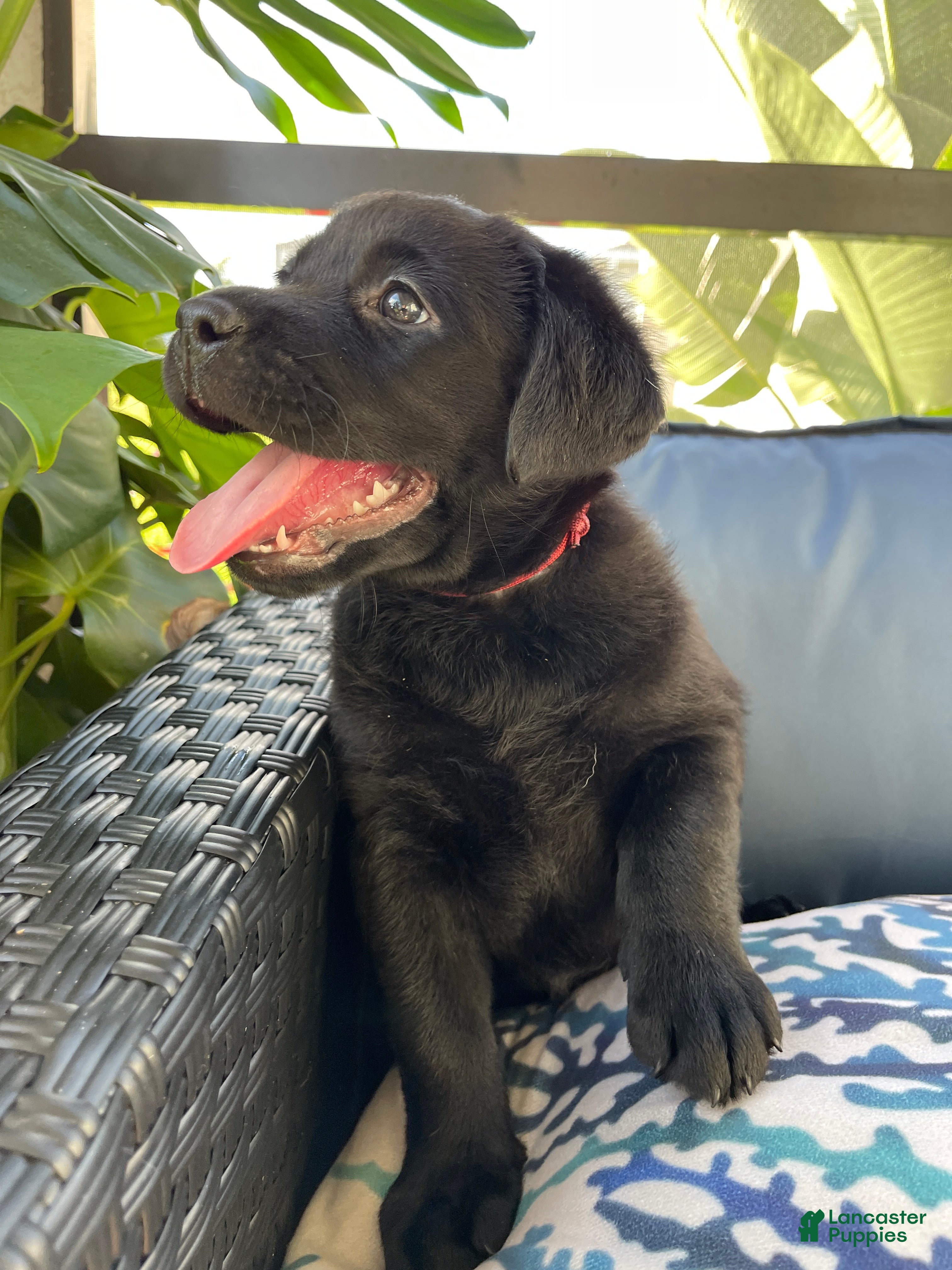 Labrador Retriever dogs Labrador Retriever 5 Lucky 🍀  - Ad 2