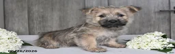 Cairn Terrier dogs for sale: Alex - Ad 9