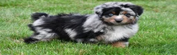 Miniature Australian Shepherd dogs for sale: Wilson - Ad 8