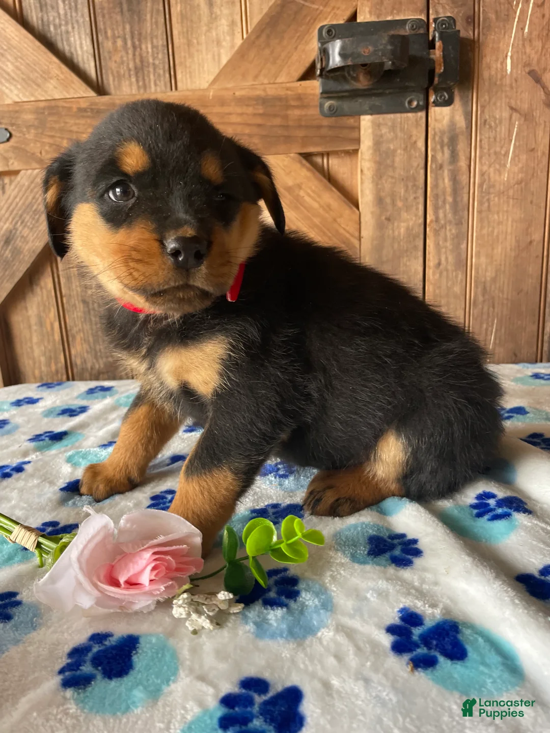 Rottweiler dogs for sale: Nova - Ad 2