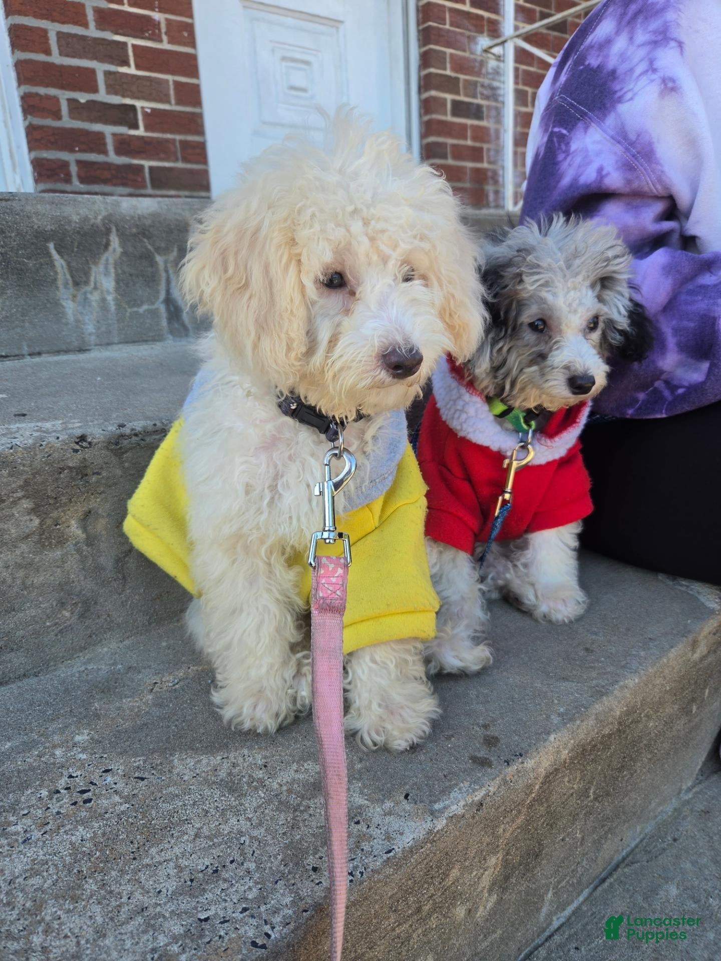 Toy Poodle dogs for sale: Toy poodle  - Ad 4
