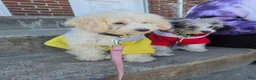 Toy Poodle dogs for sale: Toy poodle  - Ad 1