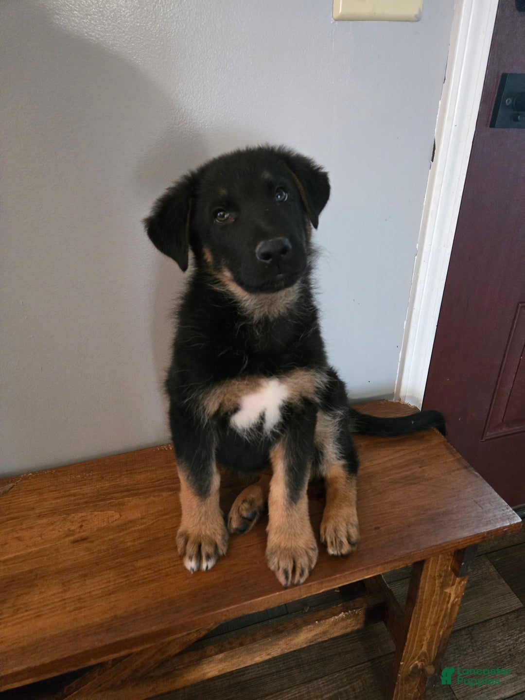 German Shepherd dogs for sale: Schmitt - Ad 4
