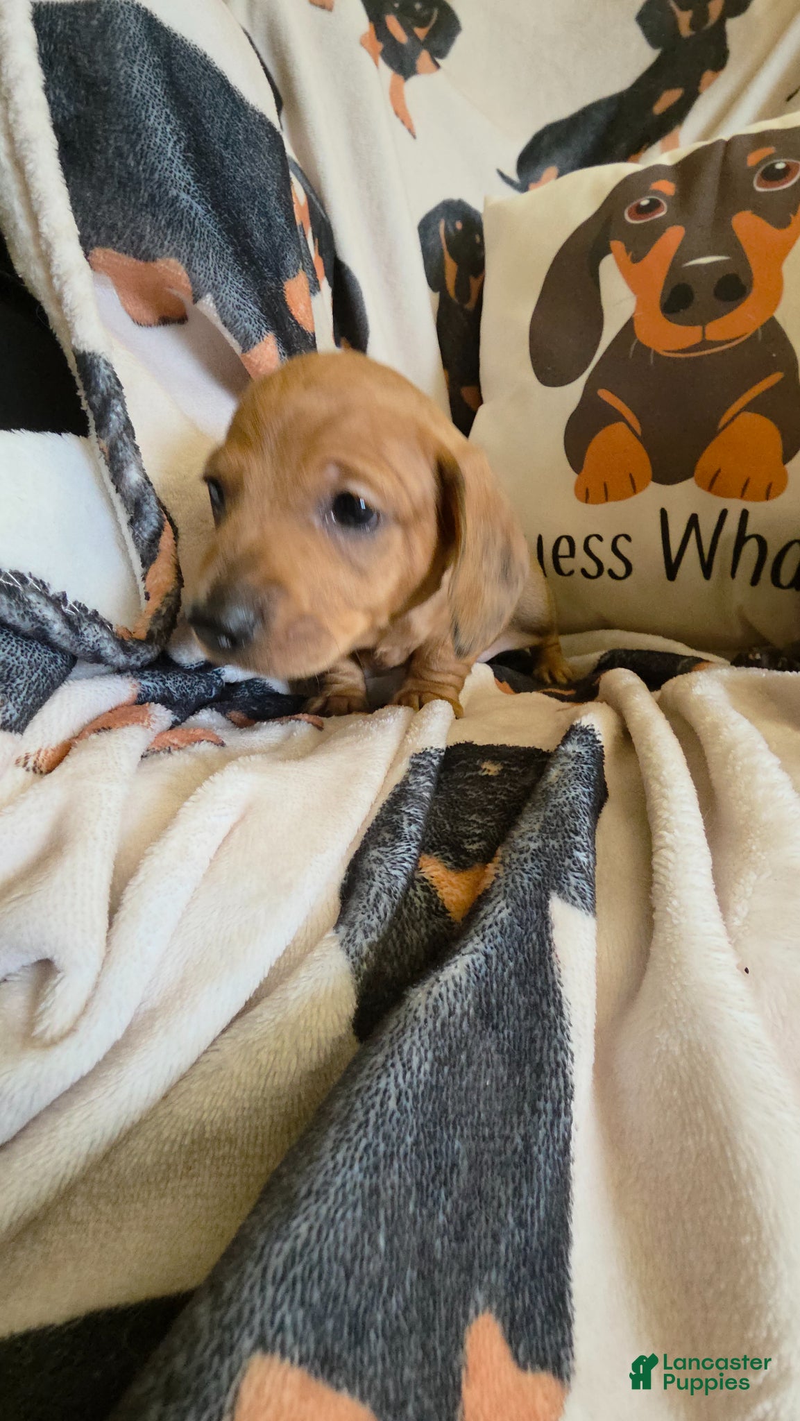 Miniature Dachshund dogs for sale: Danny - Ad 7