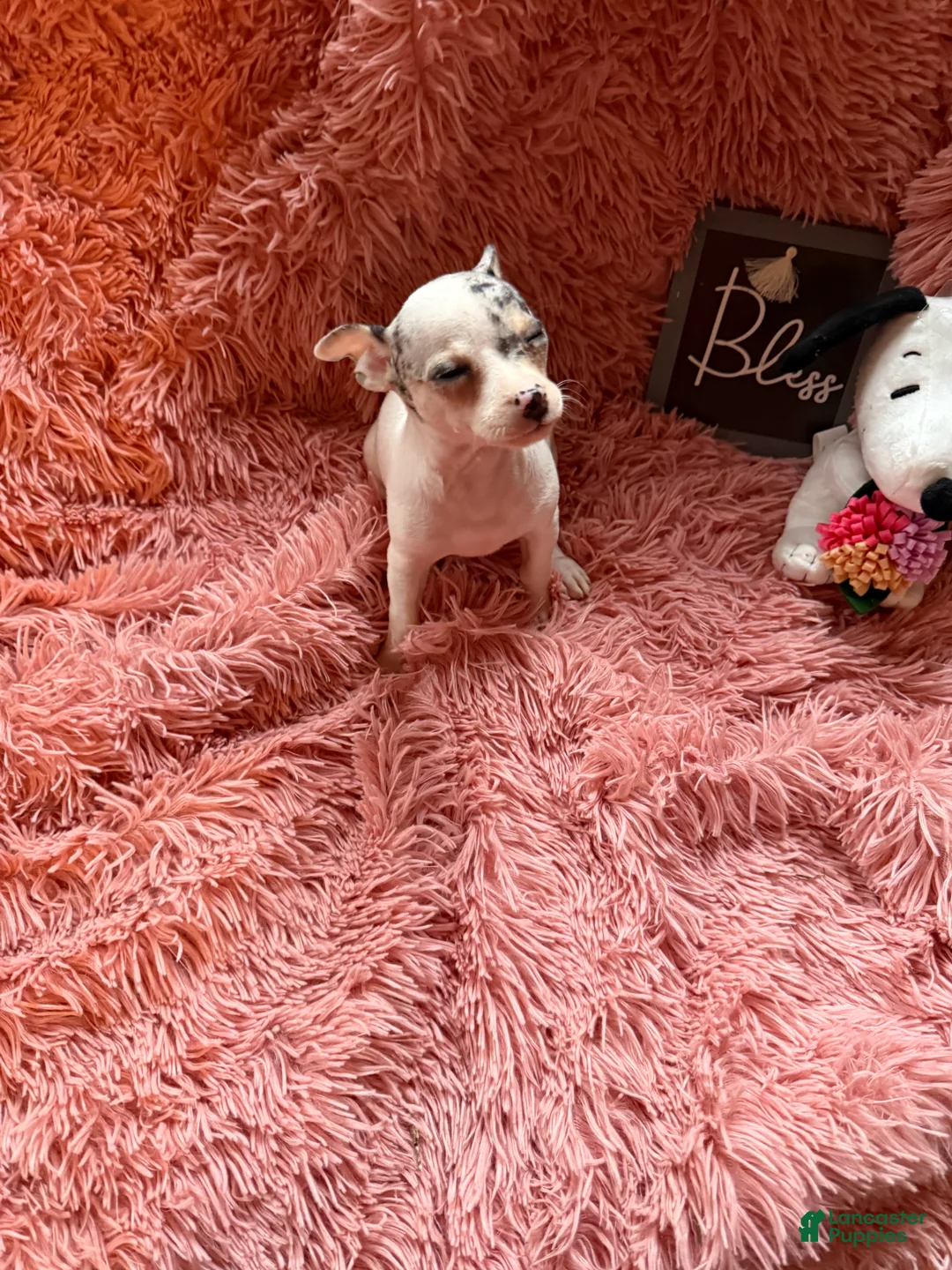 Chihuahua dogs for sale: Sugar - Ad 1