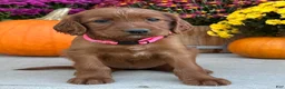 Irish Setter dogs for sale: Sadie - Ad 3