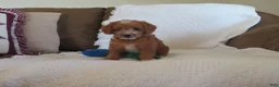 Cavapoo dogs for sale: Caramel - Ad 1
