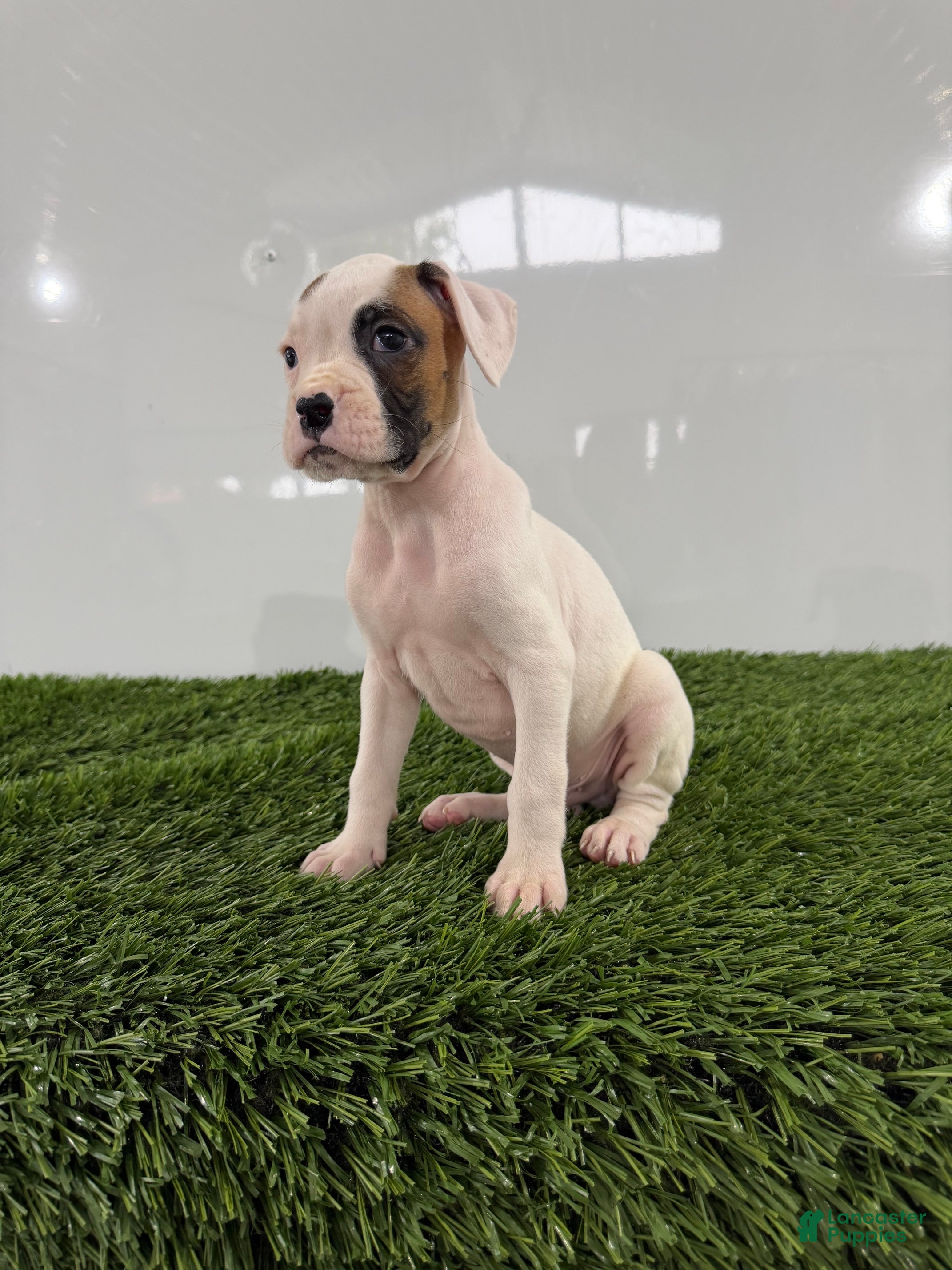 Boxer dogs Micah - Ad 2