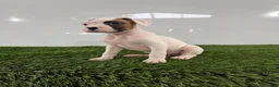 Boxer dogs for sale: Micah - Ad 2