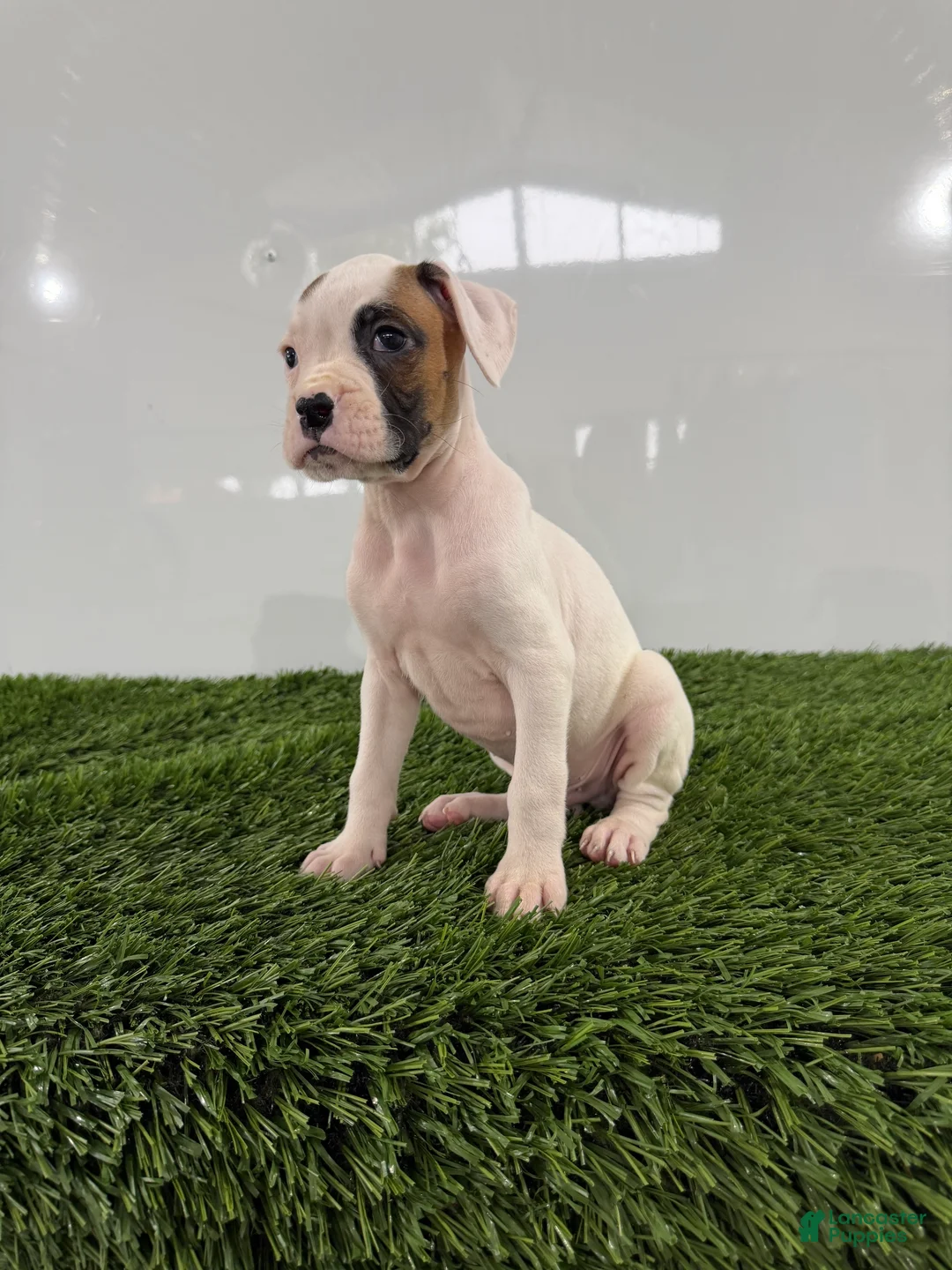 Boxer dogs for sale: Micah - Ad 2