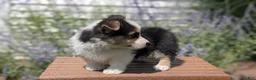 Welsh Corgi Pembroke dogs for sale: Liam  - Ad 8