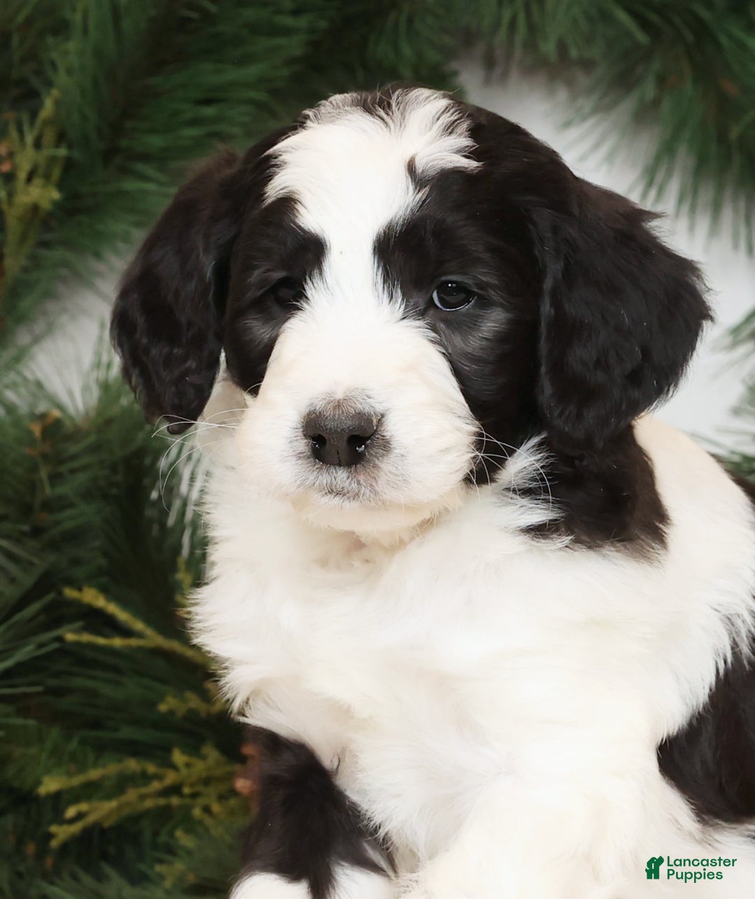 Saint Berdoodles dogs for sale: Lotty - Ad 6