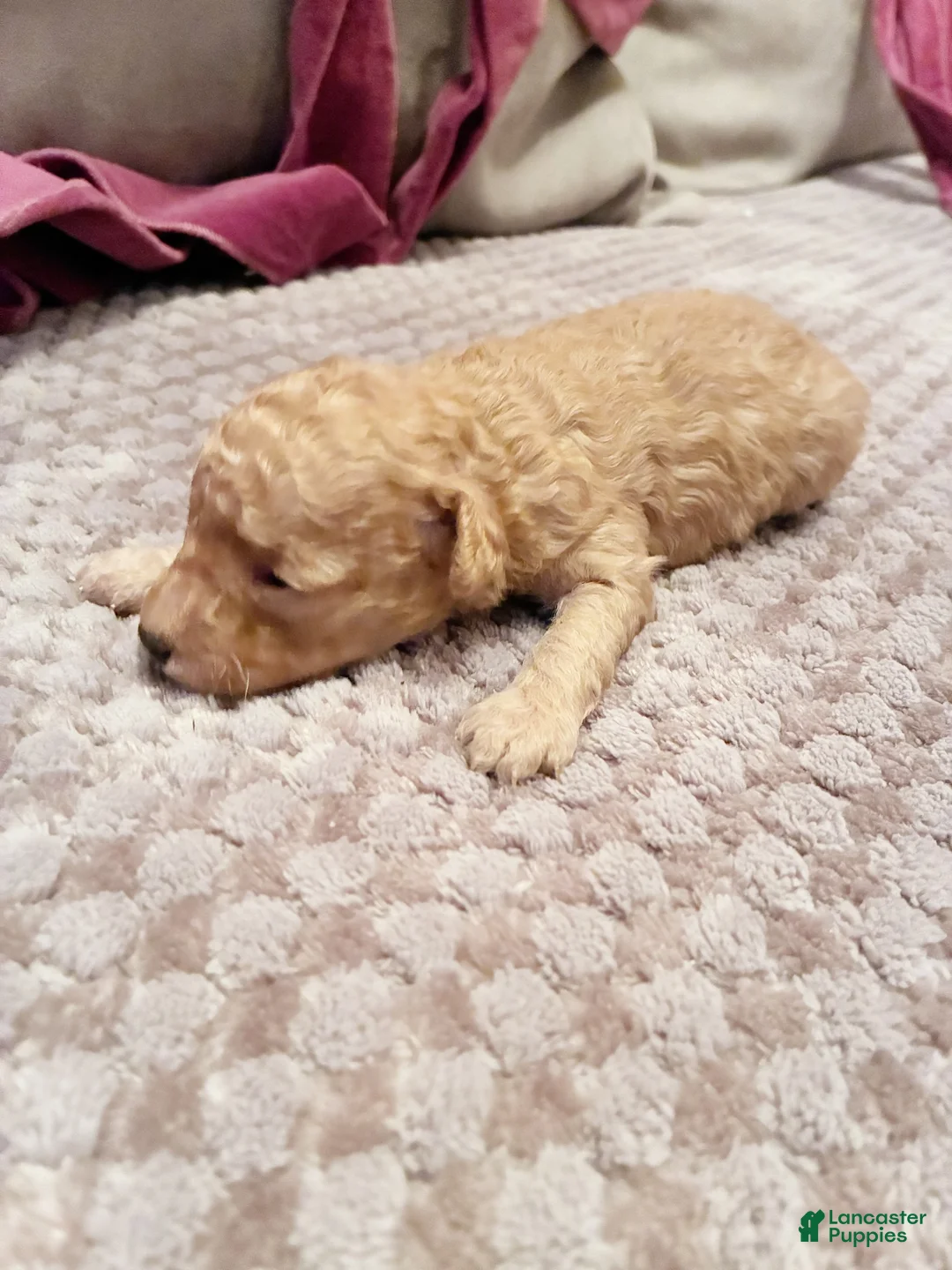 Toy Poodle dogs for sale: Apollodorus Tut ,  Toy Poodle Puppy - Ad 4