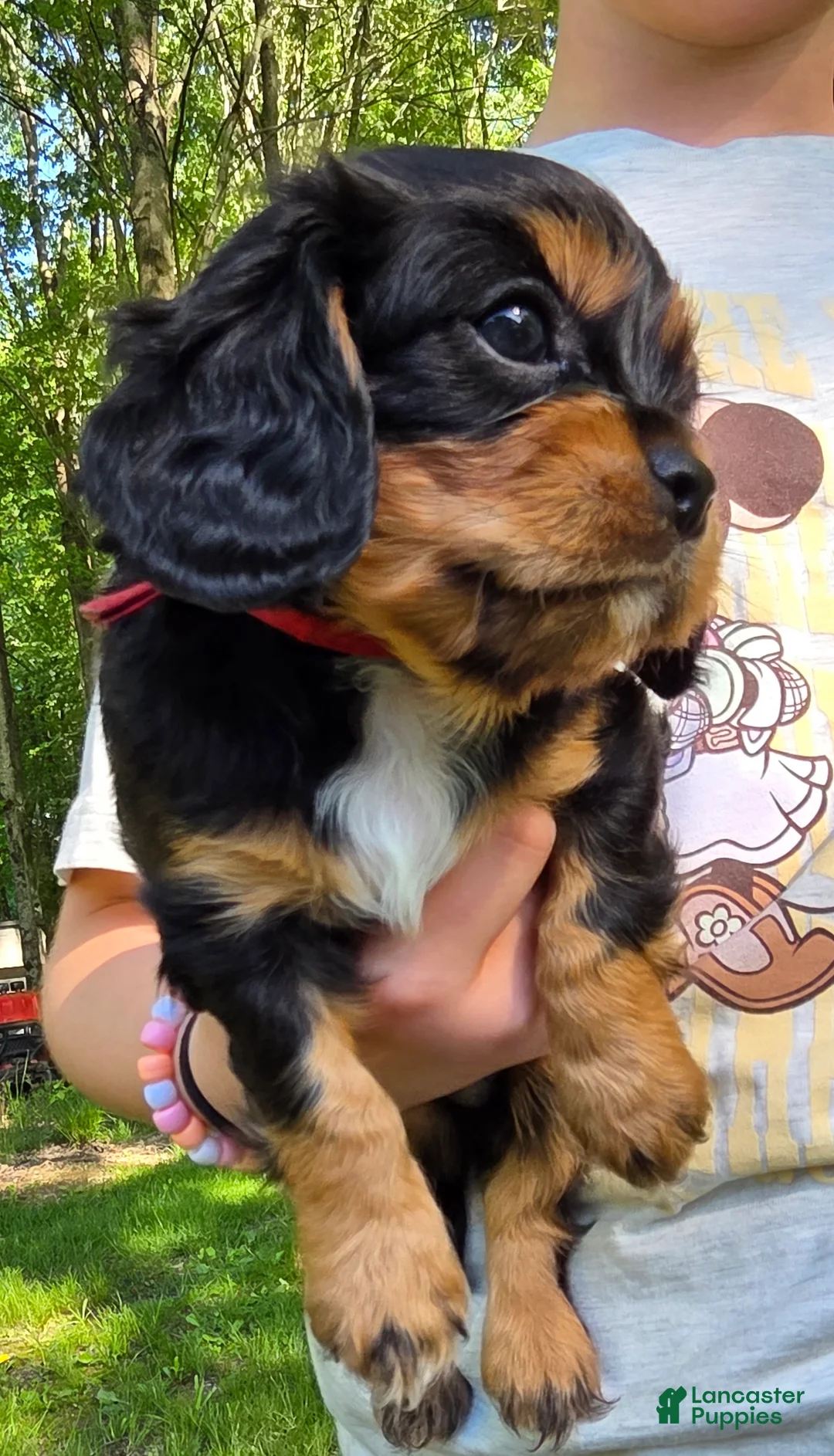 Cavalier King Charles Spaniel dogs for sale: Cavalier King Charles Spaniel Puppy 1- Tiago - Ad 2
