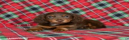 Miniature Dachshund dogs for sale: Indigo - Ad 2