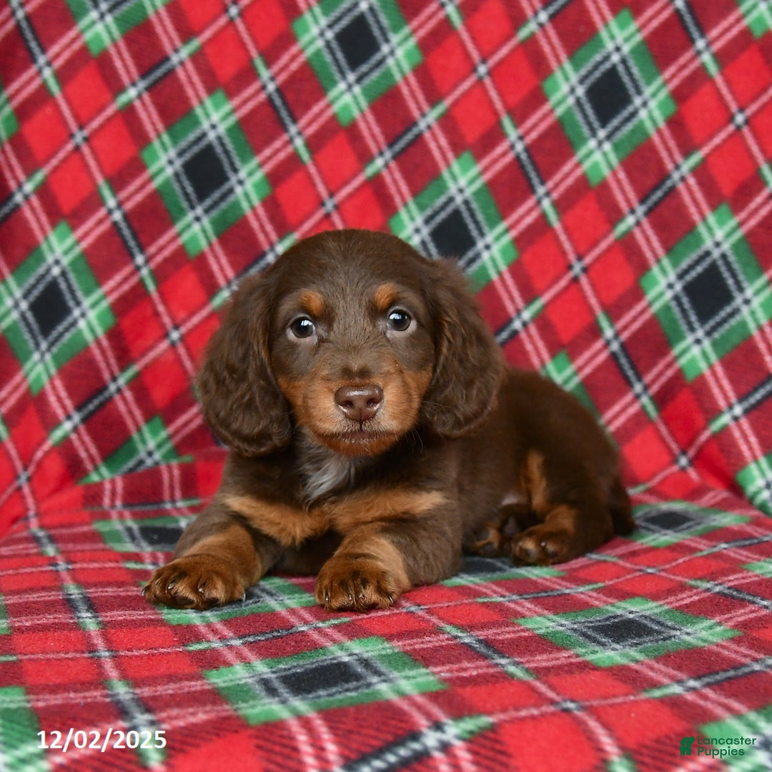 Miniature Dachshund dogs for sale: Indigo - Ad 2