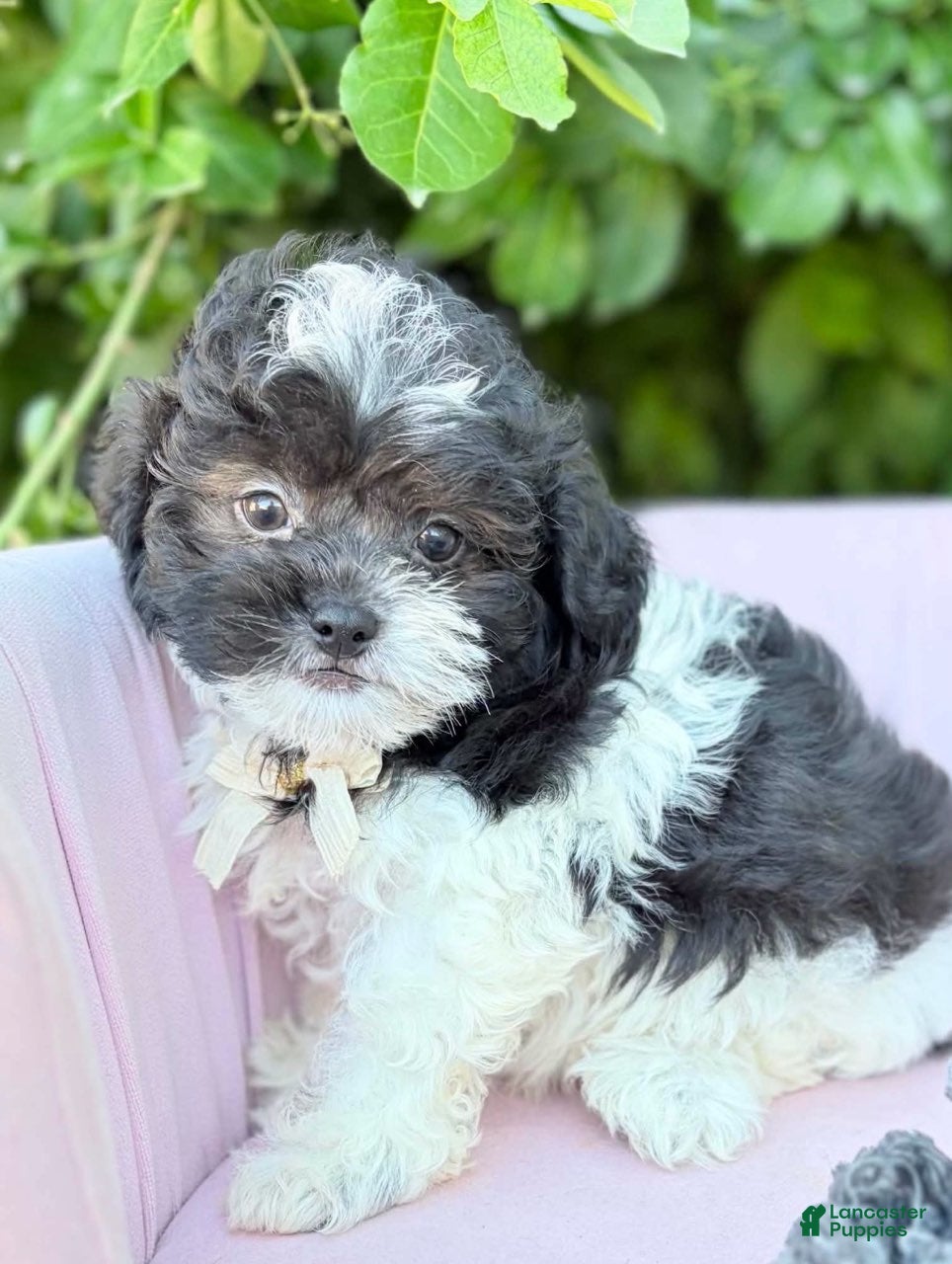 Shihpoo dogs Alexander - Ad 2