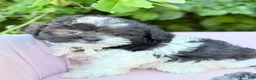 Shihpoo dogs for sale: Alexander - Ad 2