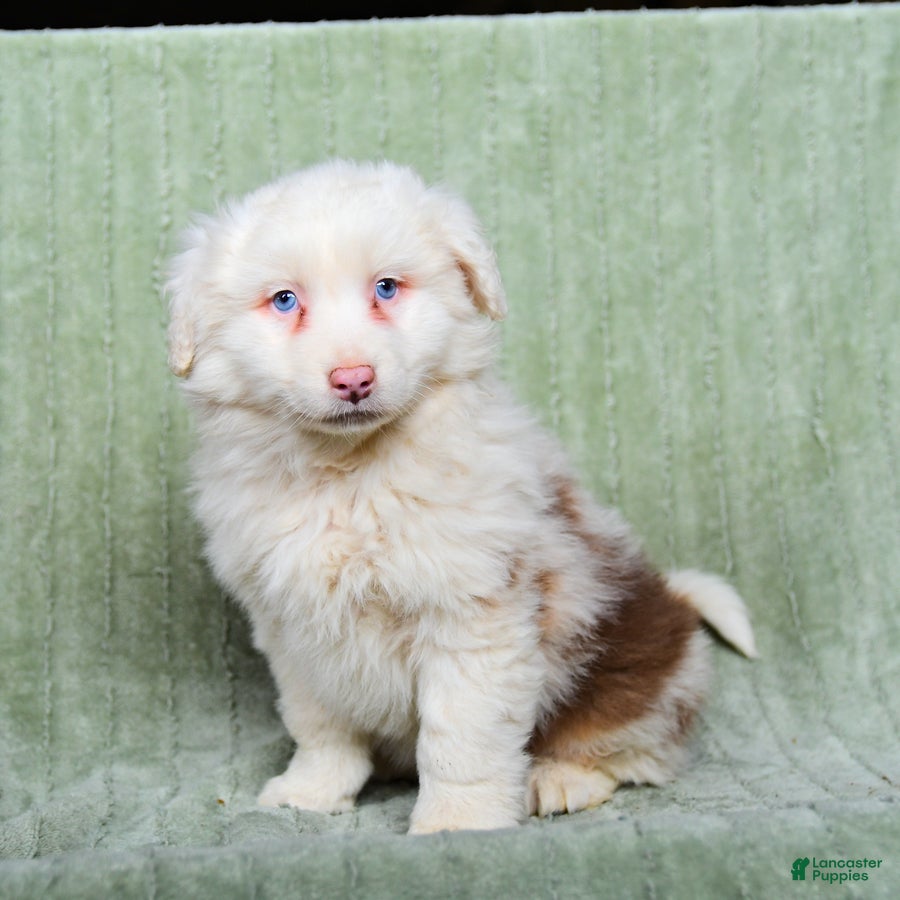 Australian Shepherd dogs Lewis - Ad 42