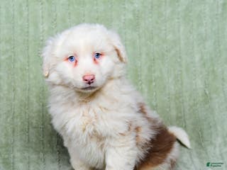 Australian Shepherd dogs Lewis - Ad 42