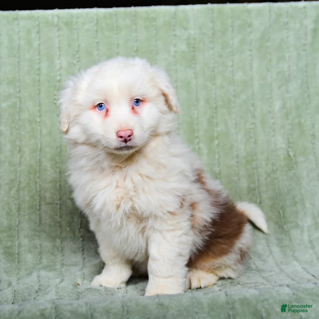 Australian Shepherd dogs for sale: Lewis - Ad 1