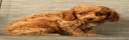 Cockapoo dogs for sale: Milo - Ad 8