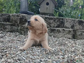 Golden Retriever dogs for sale: Renae - Ad 2