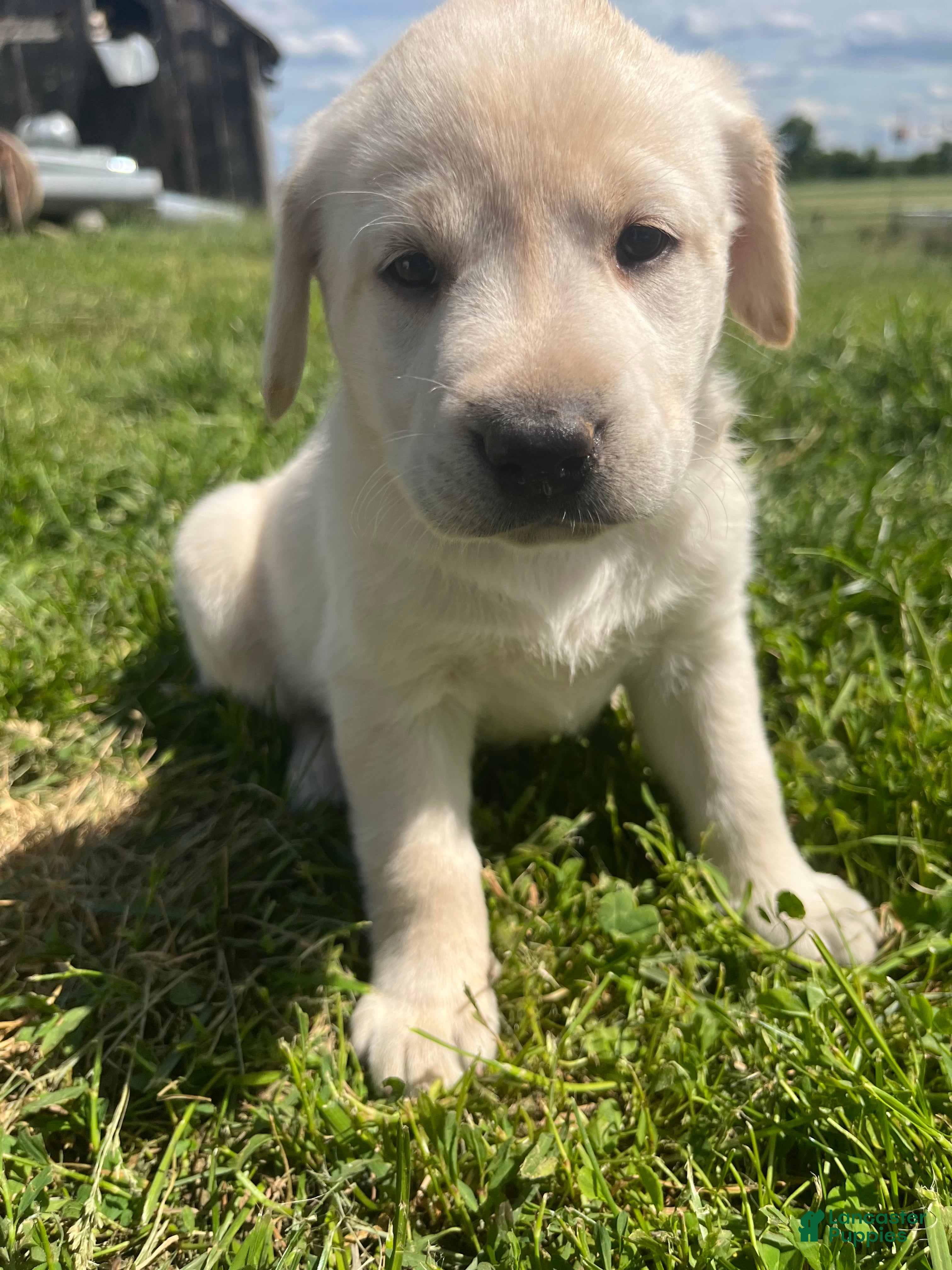 Labrador Retriever dogs JJ - Ad 30