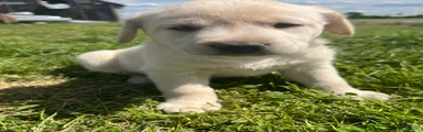 JJ