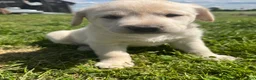 Labrador Retriever dogs for sale: JJ - Ad 1