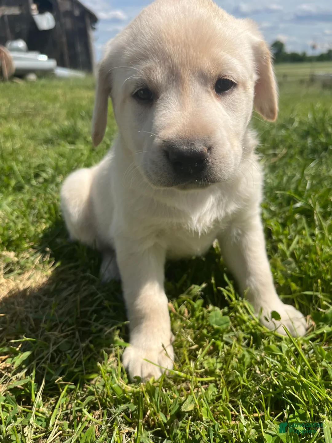 Labrador Retriever dogs for sale: JJ - Ad 1
